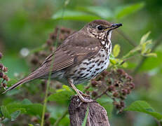 Song Thrush