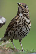 Song Thrush