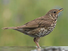 Song Thrush