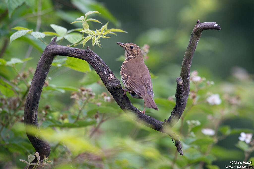 Grive musicienneadulte, identification, habitat