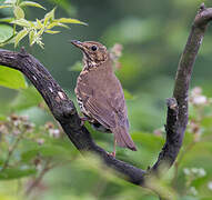 Song Thrush