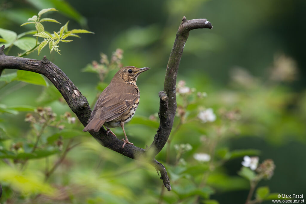 Song Thrushadult, identification, habitat