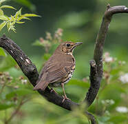 Song Thrush