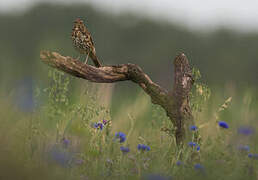 Song Thrush