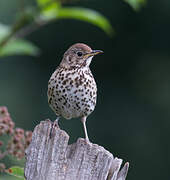 Song Thrush