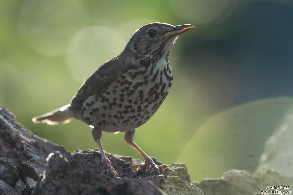 Song Thrushjuvenile, identification