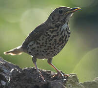 Song Thrush