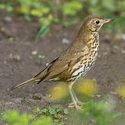 Song Thrush