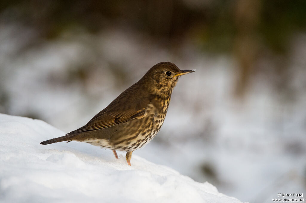 Song Thrush, identification