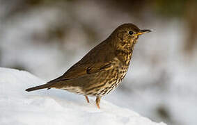 Song Thrush