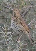 Song Thrush