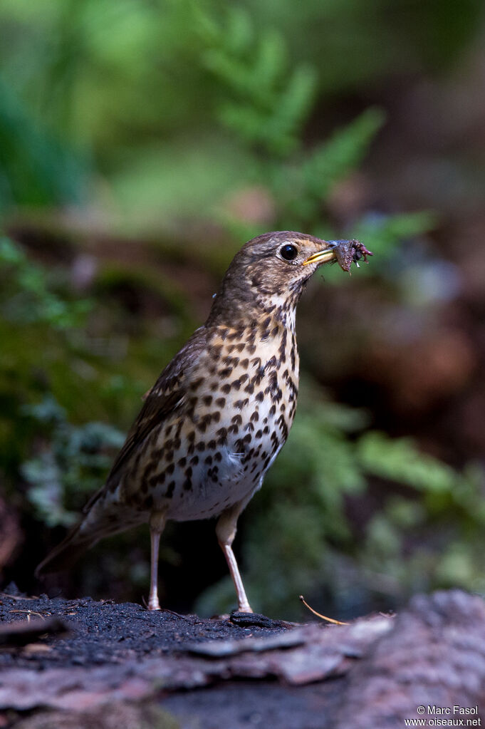 Song Thrushadult, identification, feeding habits