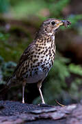 Song Thrush