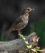 Song Thrush