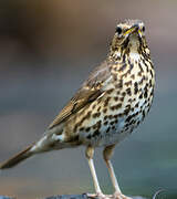 Song Thrush