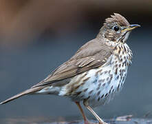 Song Thrush