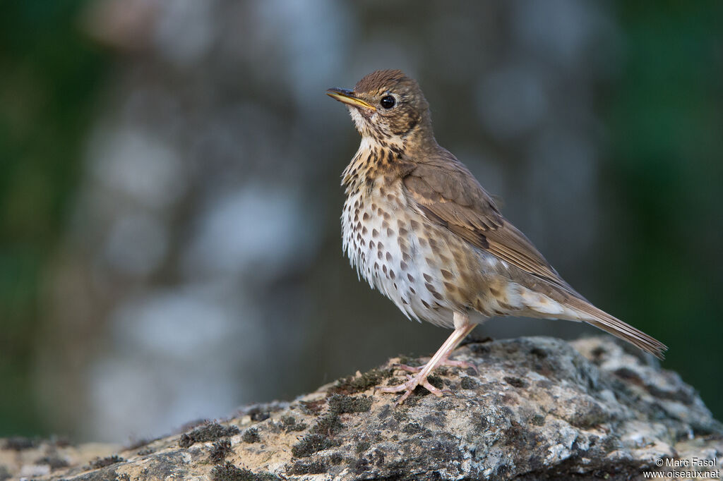 Song Thrush