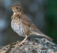 Song Thrush