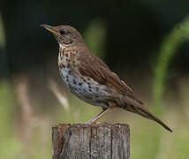 Song Thrush