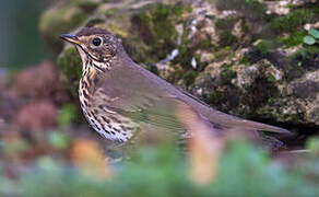 Song Thrush