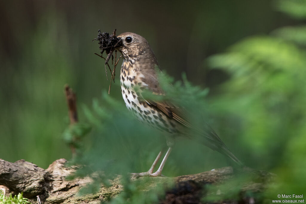 Song Thrushadult, identification, Reproduction-nesting