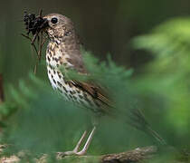 Song Thrush