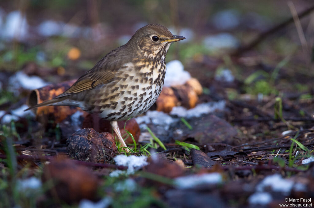 Song Thrushadult, identification, feeding habits