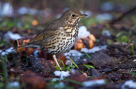 Song Thrush