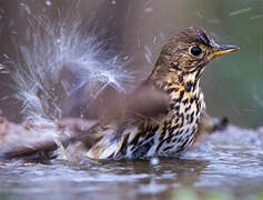 Song Thrush