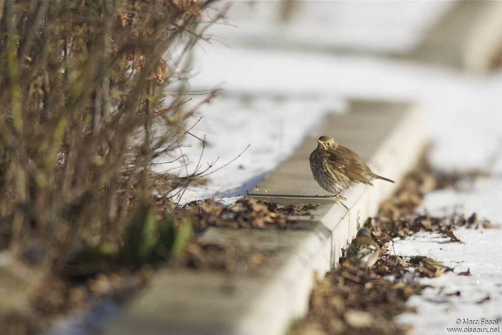 Song Thrushadult post breeding, identification, Behaviour