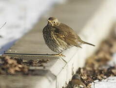 Song Thrush