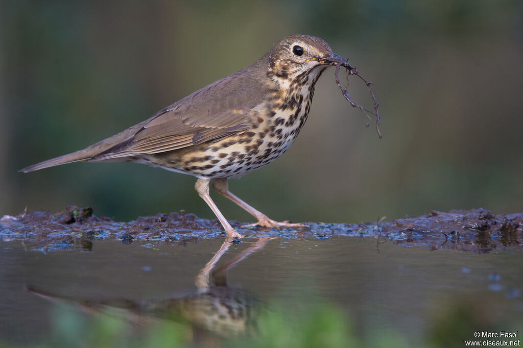 Song Thrushadult, identification, Reproduction-nesting