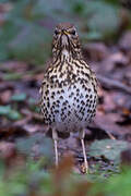 Song Thrush