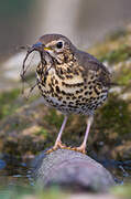 Song Thrush