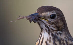 Song Thrush