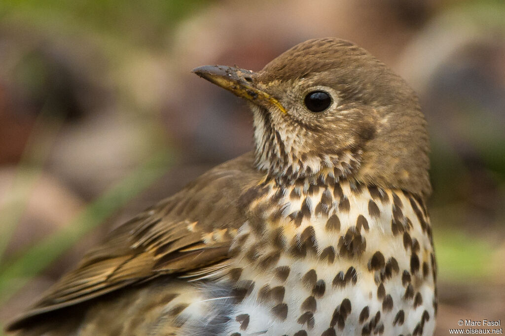 Song Thrushadult, close-up portrait