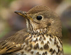 Song Thrush