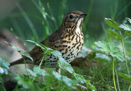 Song Thrush