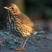 Song Thrush