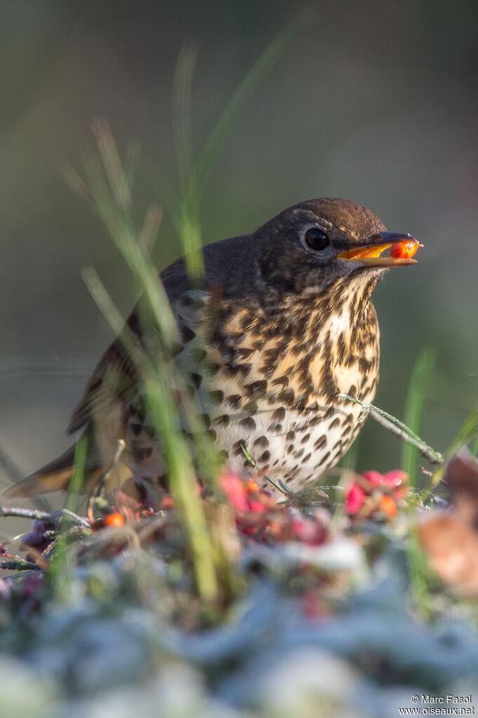 Grive musicienneadulte, identification, mange