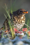 Song Thrush