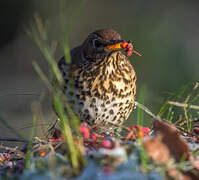 Song Thrush