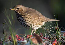 Song Thrush