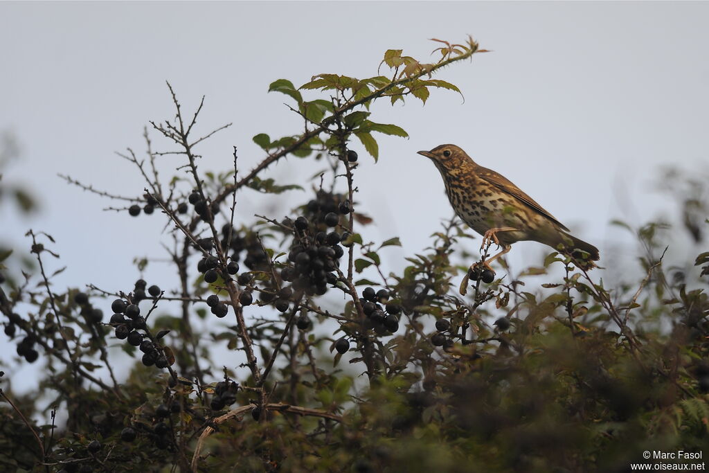 Song Thrush, identification, feeding habits