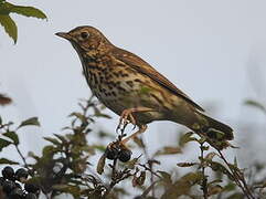 Song Thrush