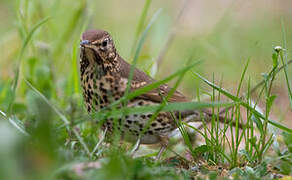 Song Thrush