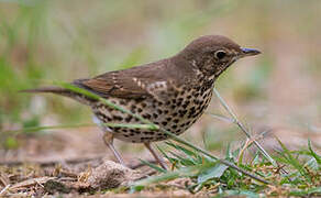 Song Thrush