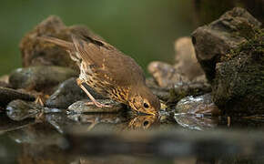 Song Thrush