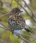 Song Thrush