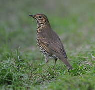 Song Thrush